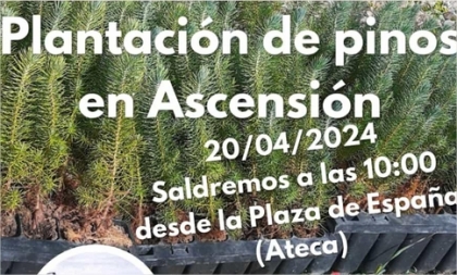 Plantación de pinos en Ascensión